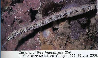 Corythoichthys intestinalis